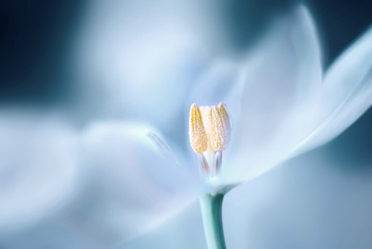 Das Foto zum Thema „Blumen“ stammt von Silvia Wiens von der ZWAR-Fotogruppe Werne.