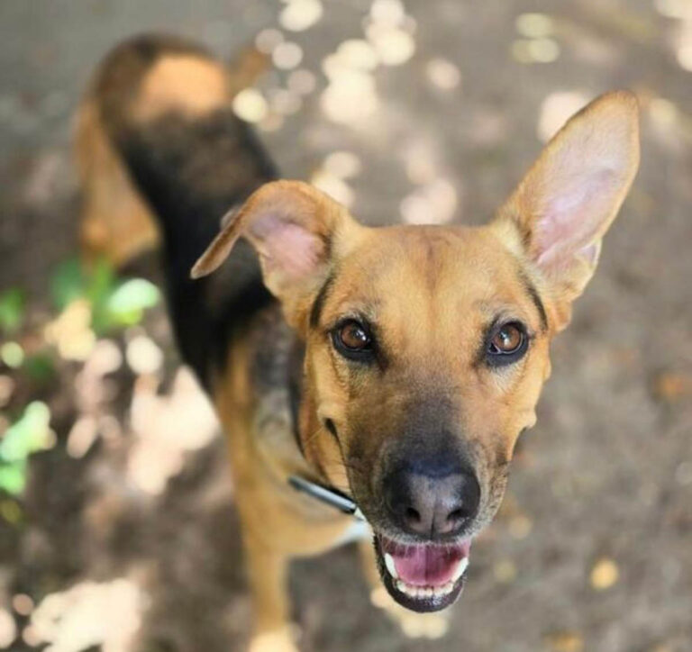 Benja sucht ein liebevolles Zuhause. Foto: Tierheim Kreis Unna