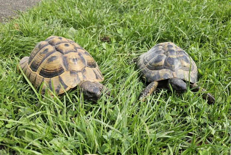 Knirpsi und Rakete wollen ihre Winterruhe in einem liebevollen Zuhause verbringen. Foto: Tierheim Kreis Unna