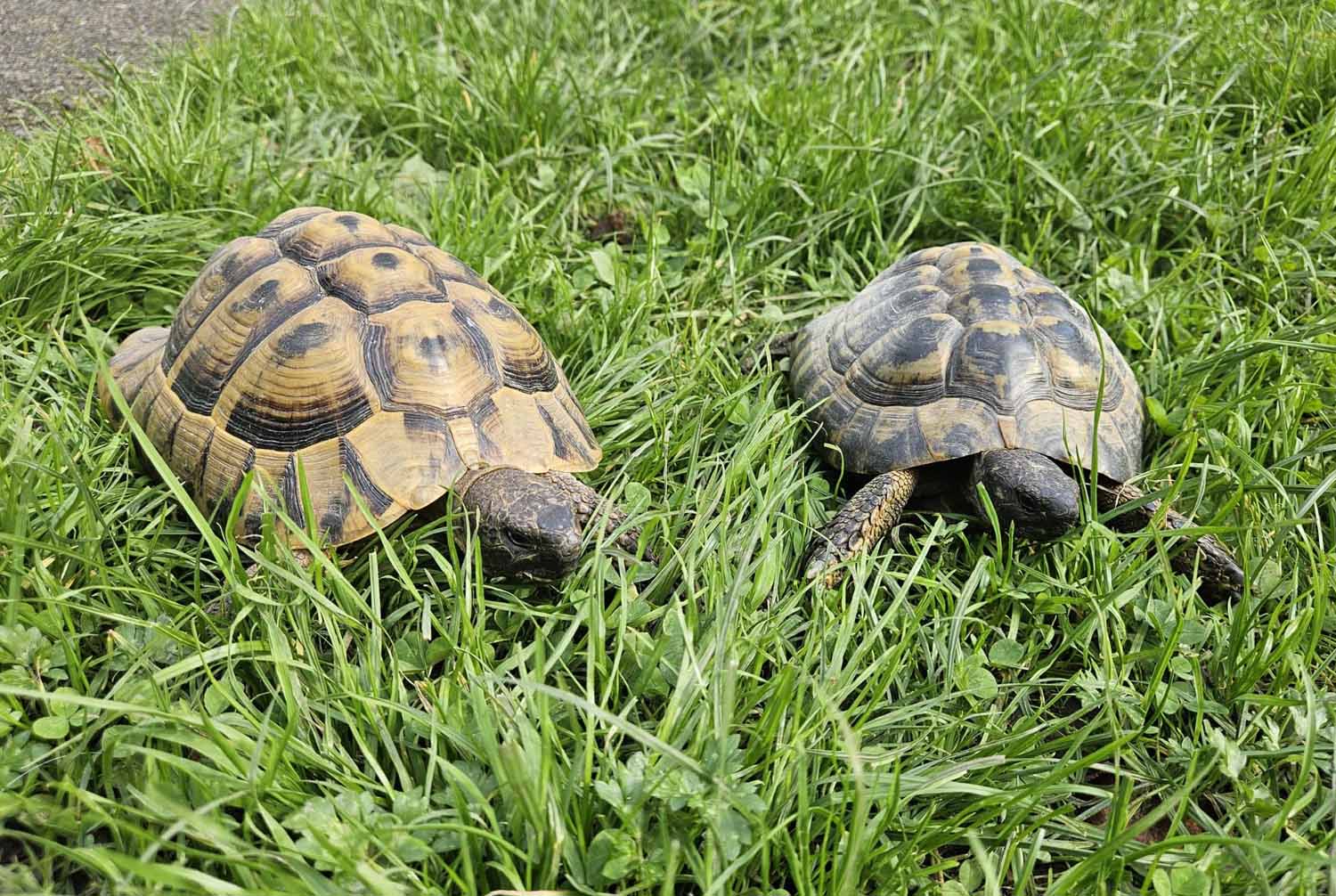 Knirpsi und Rakete wollen ihre Winterruhe in einem liebevollen Zuhause verbringen. Foto: Tierheim Kreis Unna