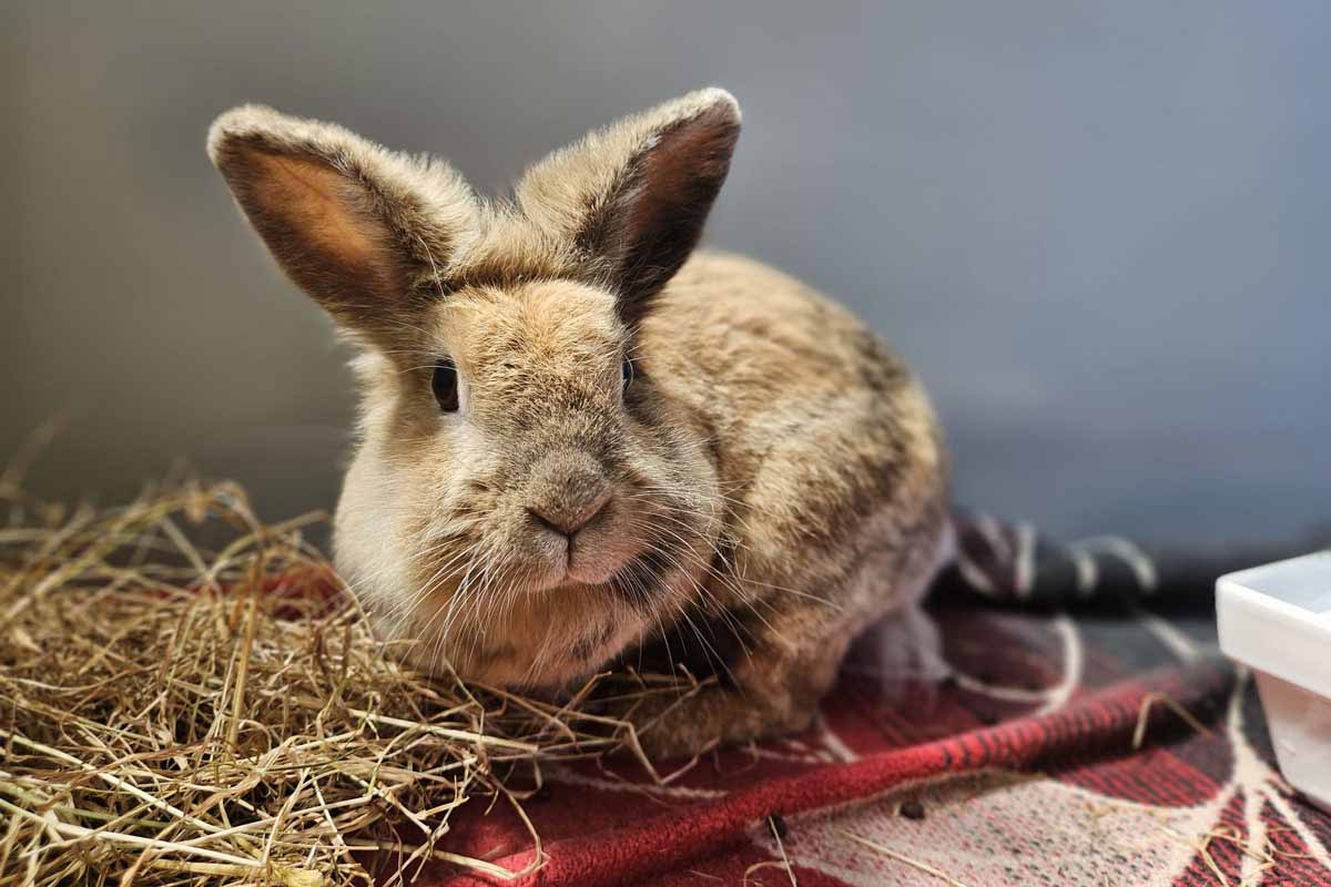 Bella sucht ein liebevolles Zuhause mit einem oder mehreren Artgenossen. Foto: Tierheim Kreis Unna