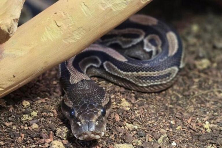 Die beiden Königspythons Turbo und Flash suchen ein Zuhause. Foto: Tierheim Kreis Unna