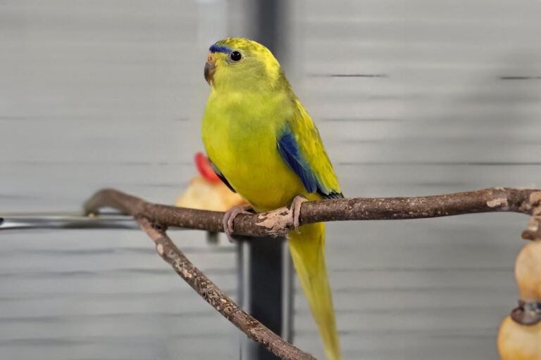 Der weibliche Schmucksittich ist schon lange im Tierheim und möchte endlich ein neues Zuhause mit Artgenossen finden. Foto: Tierheim Kreis Unna