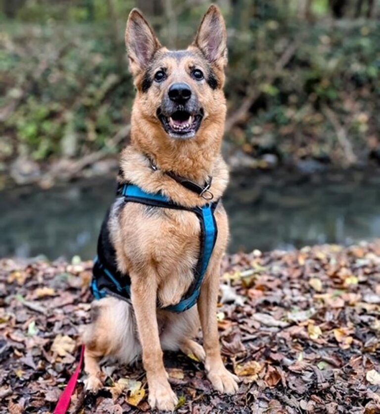 Die charmante Hundedame Hilde sucht ein Zuhause. Foto: Tierheim Kreis Unna