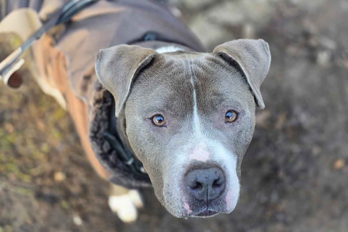 American Staffordshire Mix Pinky sucht ein Zuhause. Foto: Tierheim Kreis Unna