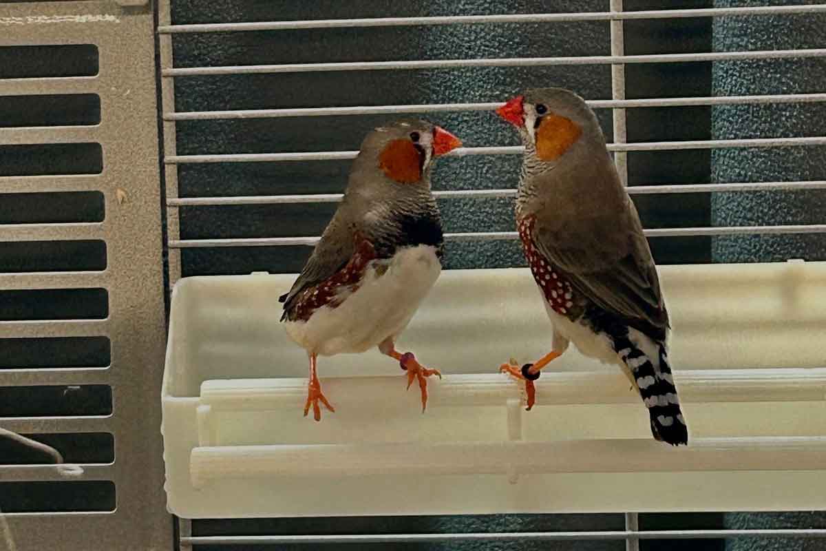 Die beiden Zebrafinkenhähne suchen ein Zuhause mit anderen Hennen. Foto: Tierheim Kreis Unna
