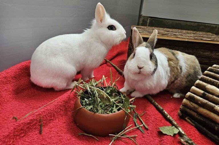 Die beiden Zwergkaninchen Mia und Monty suchen ein Zuhause. Foto: Tierheim Kreis Unna