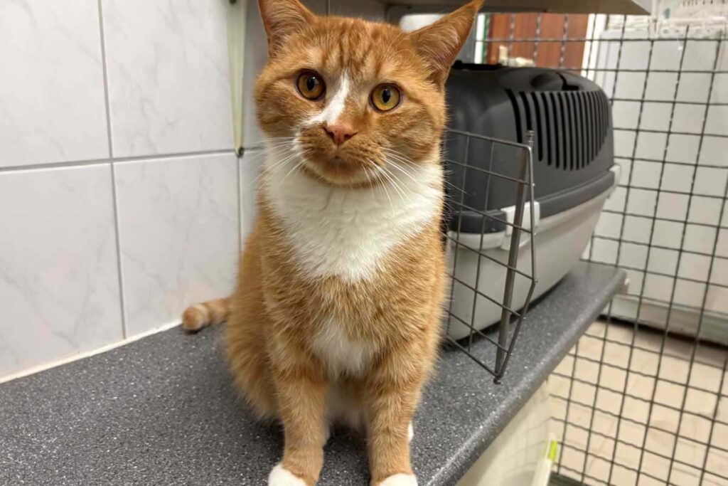 Kater Arian. Foto: Tierheim Kreis Unna