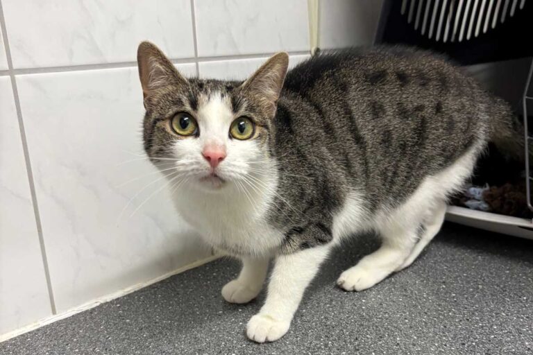 Katze Annelie ist sehr verschmust. Foto: Tierheim Unna