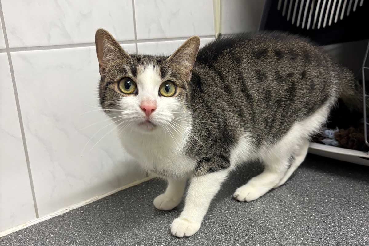 Katze Annelie ist sehr verschmust. Foto: Tierheim Unna