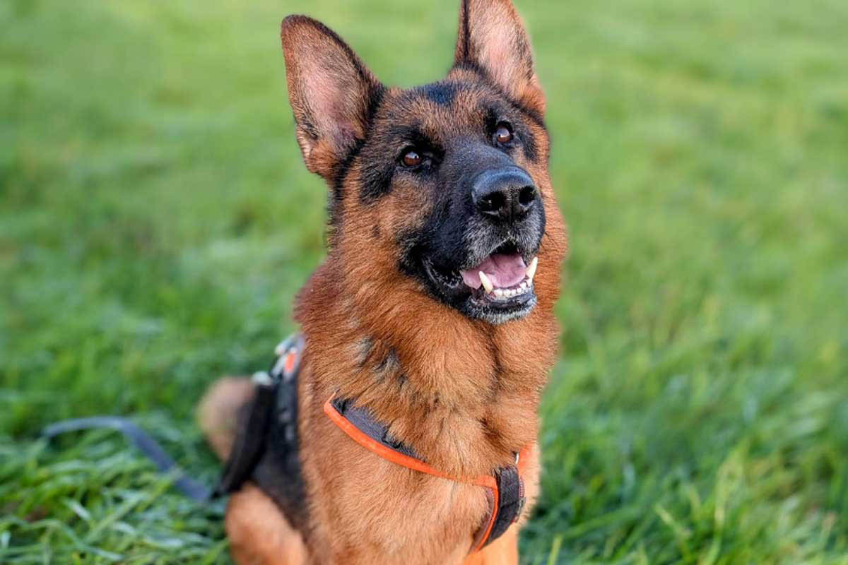 Der Schäferhundrüde Sky sucht ein neues Zuhause mit Wohlfühlfaktor. Foto: Tierheim Kreis Unna