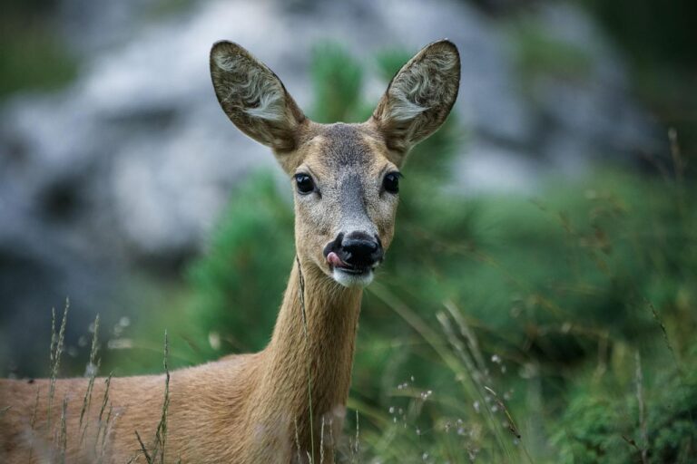 Interessierte erhalten die Möglichkeit, die heimische Tierwelt in ihrer natürlichen Umgebung zu entdecken und sich mit den Aufgaben der Jagd vertraut zu machen. Symbolbild: pixabay