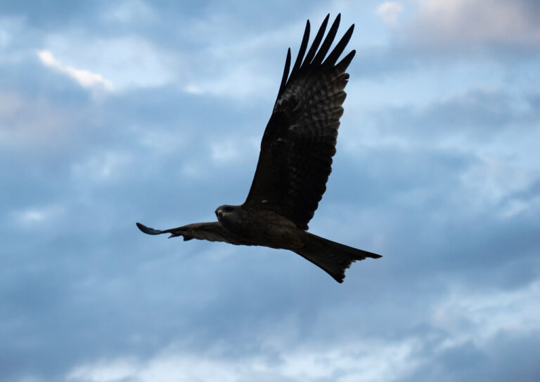 Frei zu sein wie ein Adler, bedeutet auch Glück. Symbolbild: pixabay