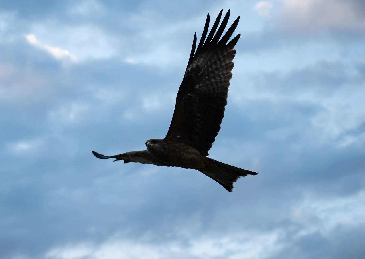 Frei zu sein wie ein Adler, bedeutet auch Glück. Symbolbild: pixabay