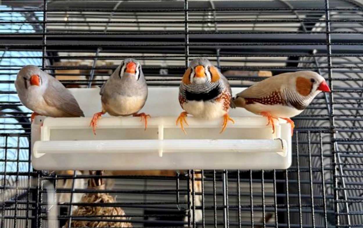 Die vier Zebrafinken suchen ein Zuhause. Foto: Tierheim Kreis Unna