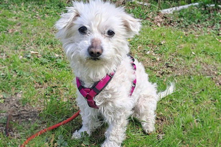 Rüde Udo sucht ein Zuhause. Foto: Tierheim Kreis Unna