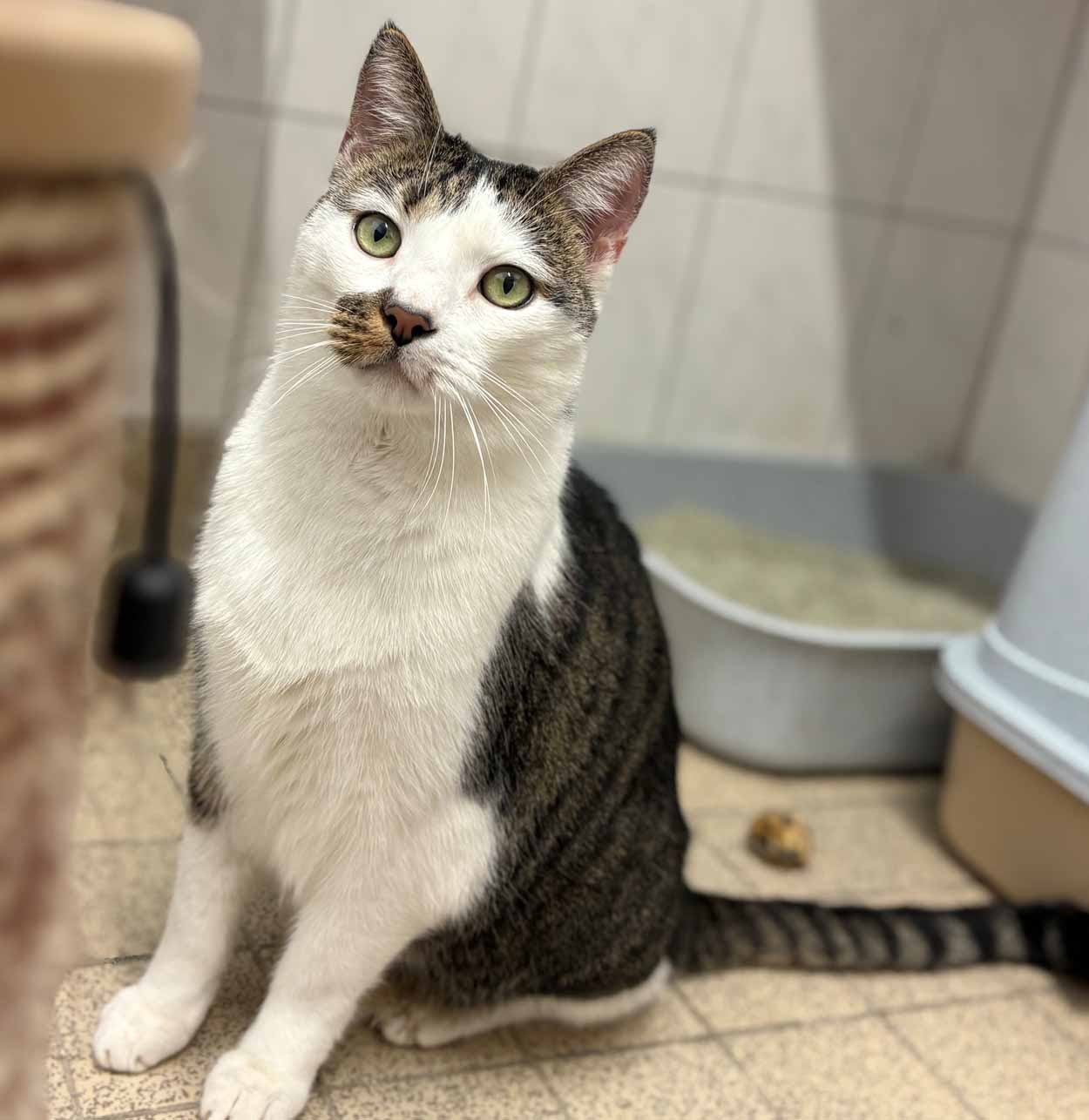Der elf Jahre alte Tommy sucht ein neues Zuhause und Besitzer, die ihm viel Zuwendung und Ruhe schenken. Foto: Tierheim Kreis Unna