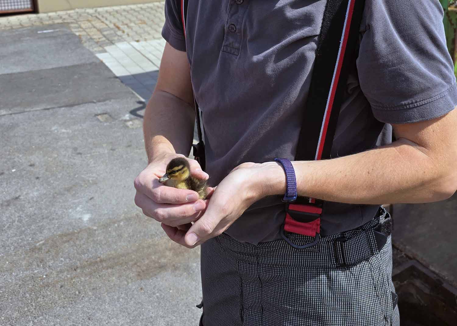 Ein Entenküken wurde von den Feuerwehrleuten aus einem Gully gerettet. Fotos: FFW