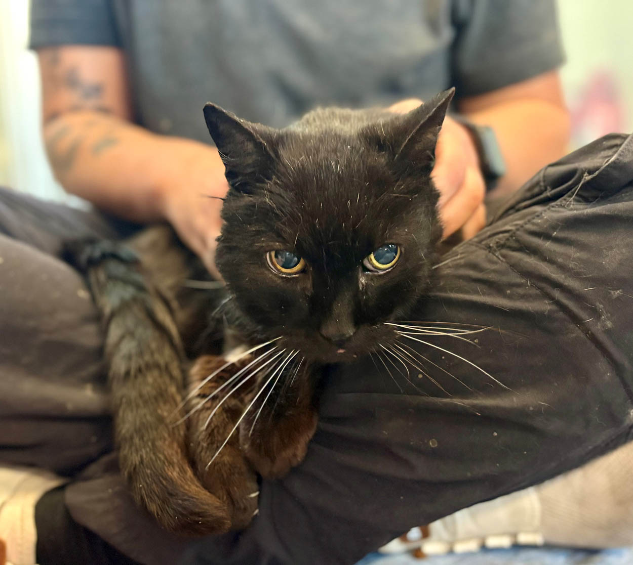 Gustav sucht ein neues Zuhause. Foto: Tierheim Kreis Unna