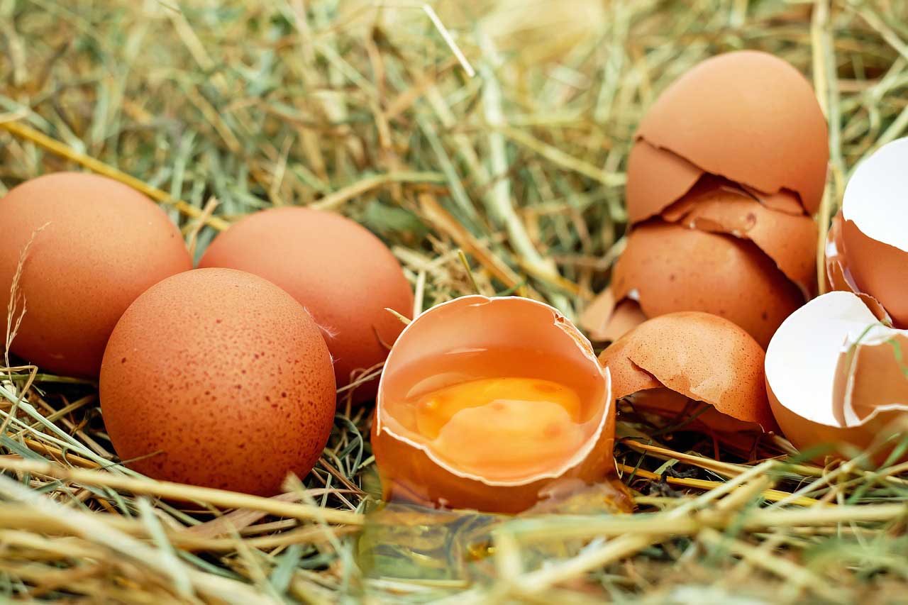 Eier als 