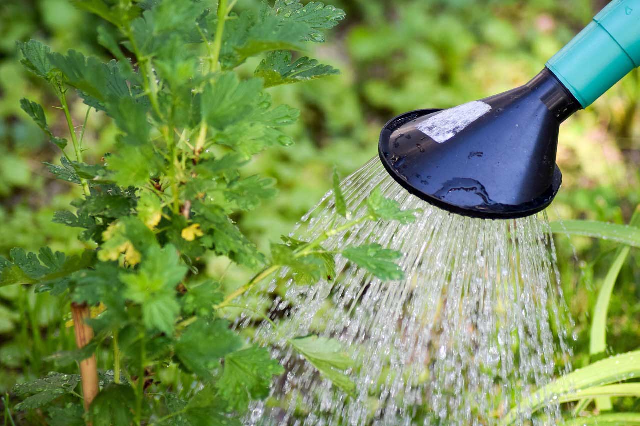 Mit Gießkannen sollen sich Baumpaten zukünftige um ihre Schützlinge kümmern. Symbolbild: pixabay