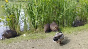 Am Krankenhaussee hat sich die Nutria-Population vergrößert. Am Stadtsee war die Jagd auf die invasive Art durch die Stadt erfolgreich. Foto: privat