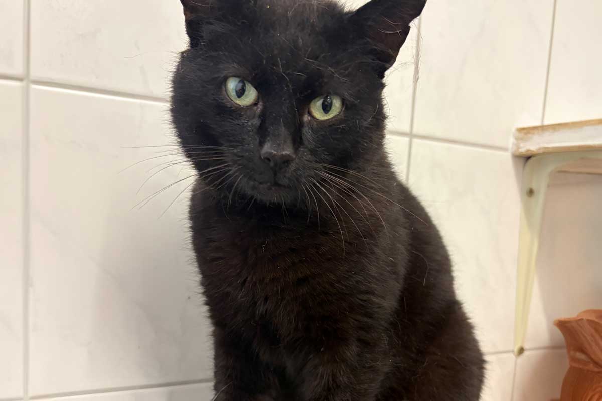 Kater Murphy sucht ein Zuhause. Foto: Tierheim Kreis Unna