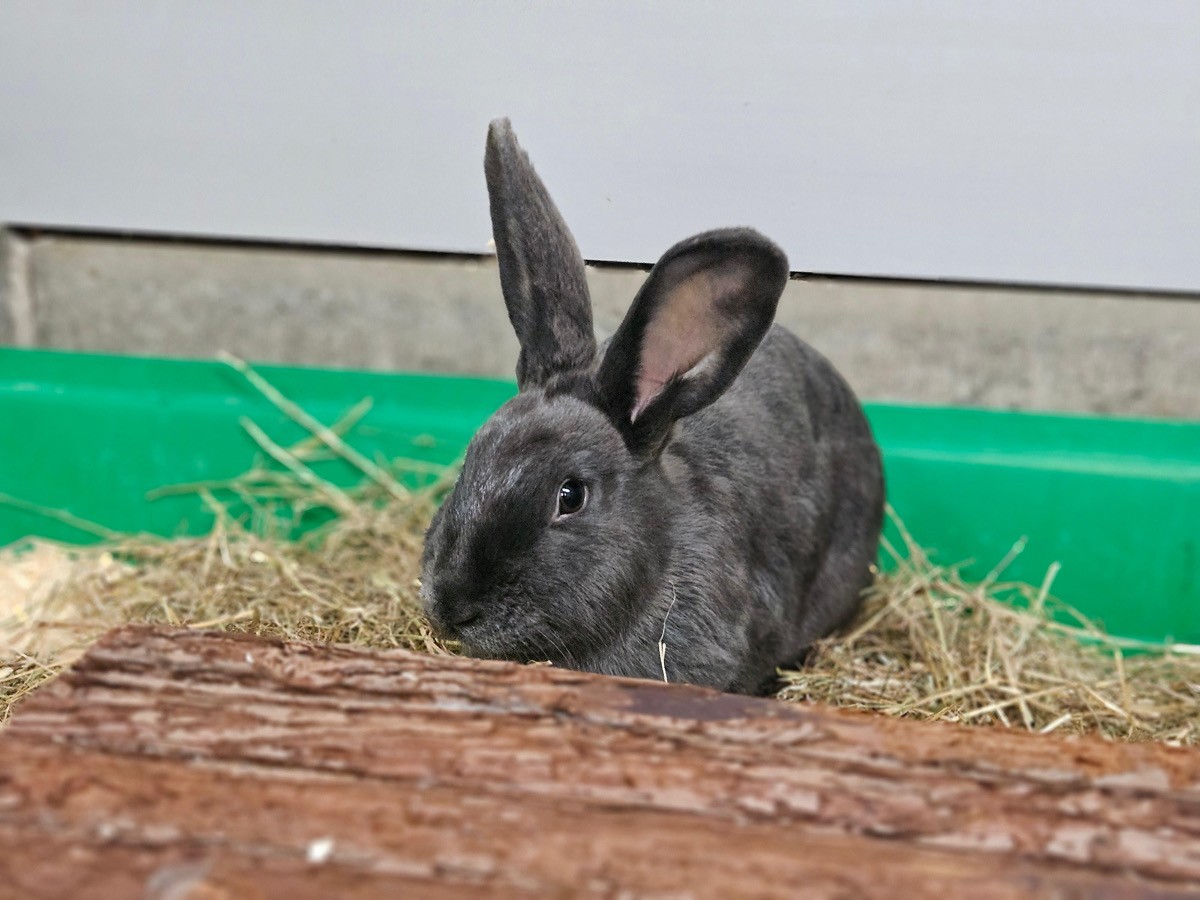 Die vier Käsekaninchen (hier Feta) suchen ein Zuhause. Foto: Tierheim Kreis Unna