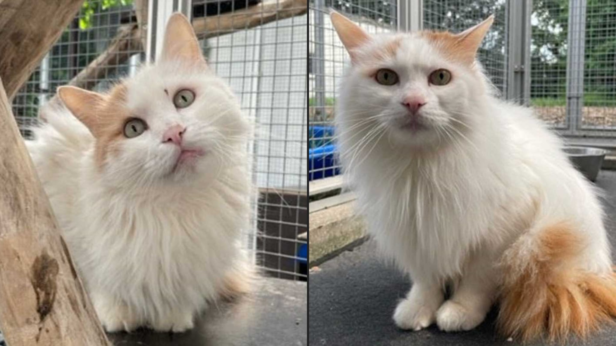 Die beiden Katzen Samu und Dexter suchen ein Zuhause. Fotos: Tierheim Kreis Unna