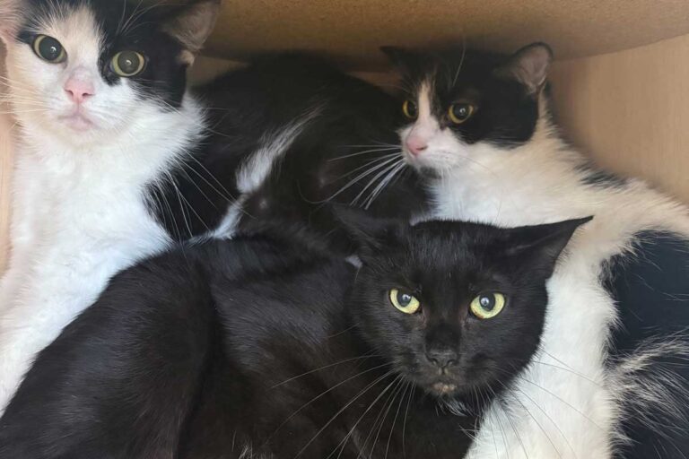 Die geretteten Katzen suchen ein Zuhause. Foto: Tierheim Kreis Unna