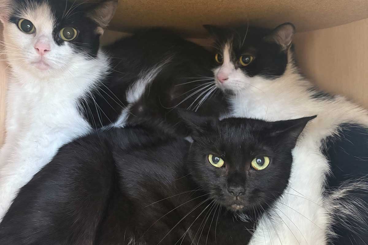 Die geretteten Katzen suchen ein Zuhause. Foto: Tierheim Kreis Unna