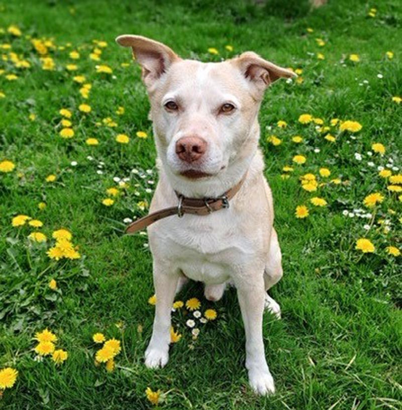 Noch immer sucht der Rüde Raki nach einem neuen Zuhause. Foto: Tierheim Kreis Unna