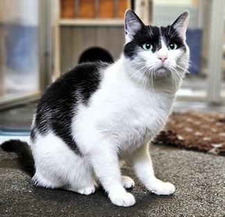 Tiere der Woche: Die Katzen-Geschwister Jesse und James suchen ein neues Zuhause. Fotos: Tierheim Kreis Unna