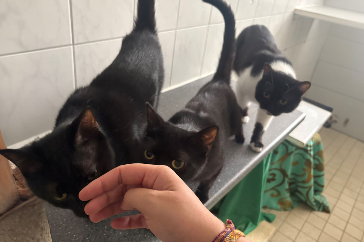 Die geretteten Katzen trauen sich mittlerweile schon einiges zu. Foto: Tierheim Kreis Unna