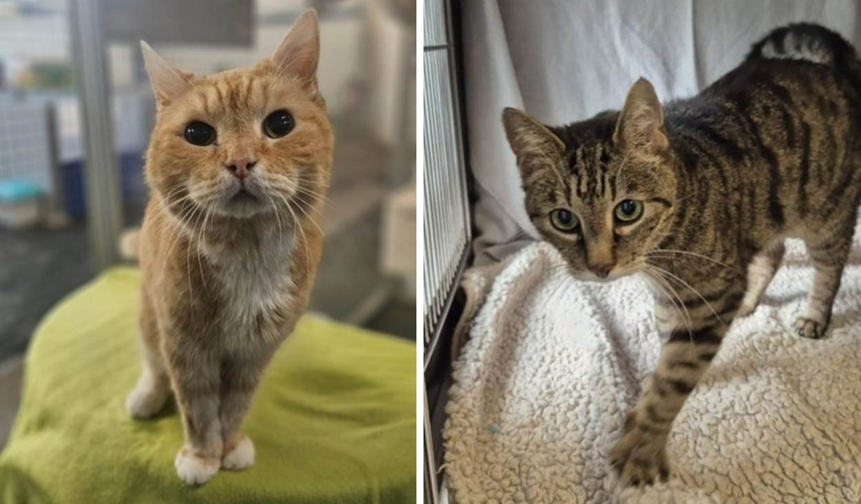 Casimir (links) und Schlumpf suchen ein neues Zuhause. Fotos: Tierheim Kreis Unna