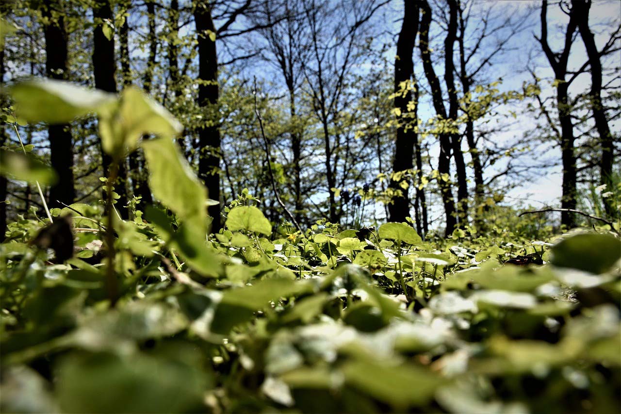Groß und Klein erkunden mit dem Heimatverein Werne den Wald. Symbolbild: pixabay