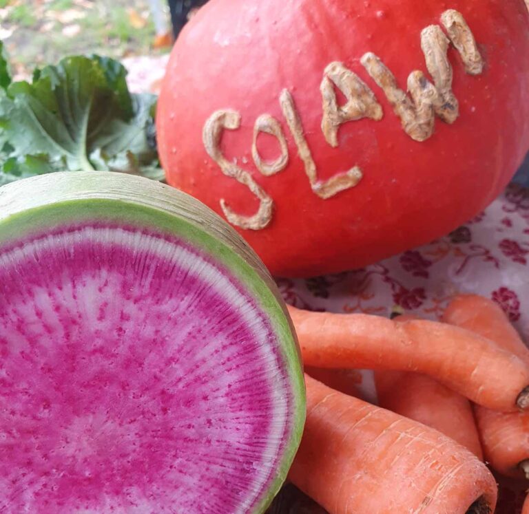 Beim Apfelfest auf der Ökostation war der Wassermelonen-Rettich der Gärtnerei Stadtgemüse ein echter Hingucker. Foto: Laurin Liekenbrock