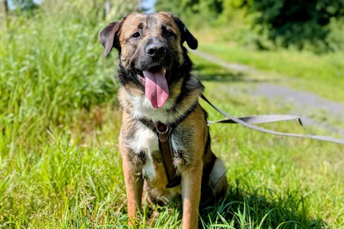 Kangal-Mischlingsrüde Buddy sucht ein neues Zuhause mit vielen Kuscheleinheiten. Foto: Tierheim Kreis Unna