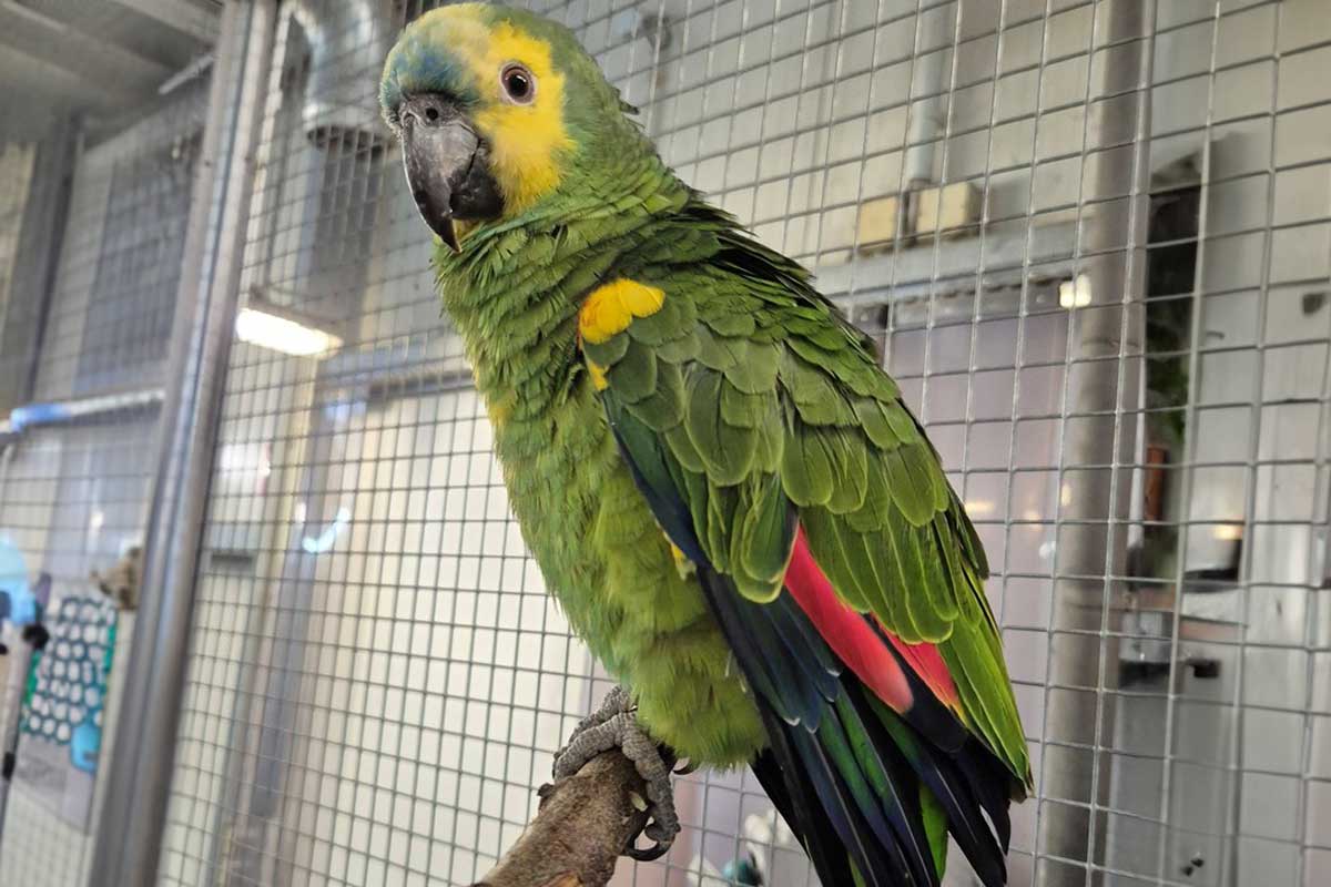 308454P Pablo sucht ein tolles, neues Zuhause. Foto: Tierheim Kreis Unna