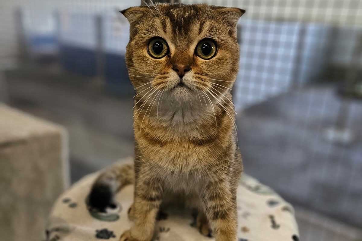 Foldy ist ein wahrer Schmusekater – und sucht ein liebevolles Zuhause. Foto: Tierheim Kreis Unna