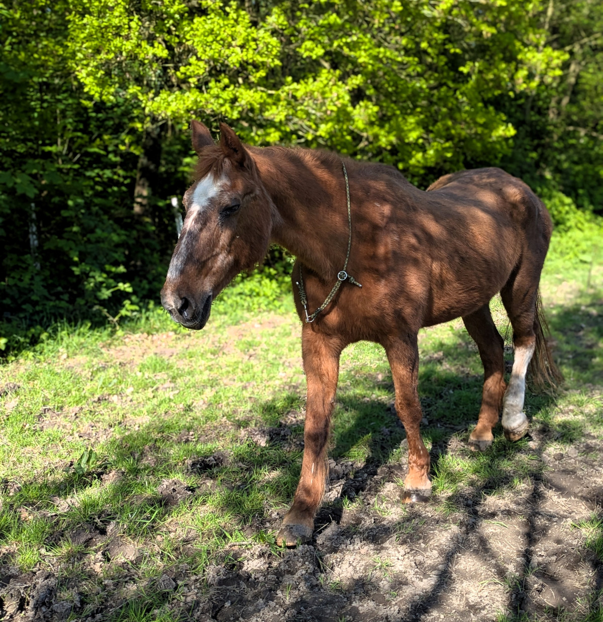 Eigenwillig mit kleinen Macken und ganz viel Herz. Die 36jährige Fuchsstute Stella spielte über viele Jahre die tragende Rolle des Therapeutischen Reitens in Werne. Fotos: privat