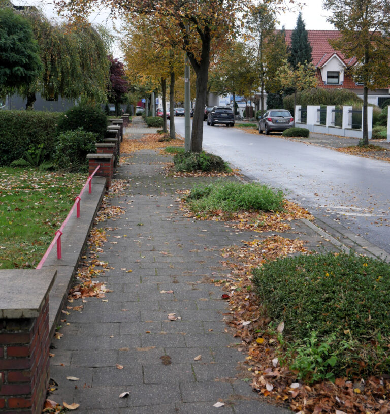 Die Baumreihe an der Ostseite der Straße Wienbrede soll wieder geschlossen werden. Insgesamt zehn Exemplare der Schwedischen Mehlbeere sollen hier gefällte Bäume ersetzen. Foto: Gaby Brüggemann