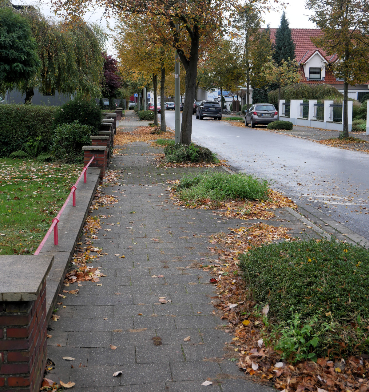Die Baumreihe an der Ostseite der Straße Wienbrede soll wieder geschlossen werden. Insgesamt zehn Exemplare der Schwedischen Mehlbeere sollen hier gefällte Bäume ersetzen. Foto: Gaby Brüggemann