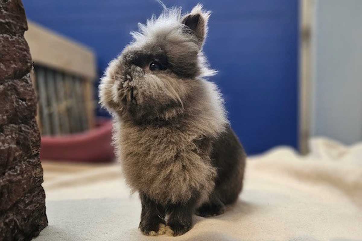 Kaninchendame Daisy sucht ein tolles Indoor-Zuhause. Foto: Tierheim Kreis Unna