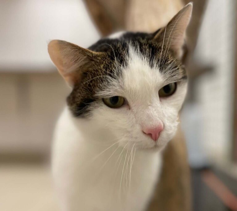 Kater Fury ist aufgeschlossen und freundlich. Foto: Tierheim Kreis Unna