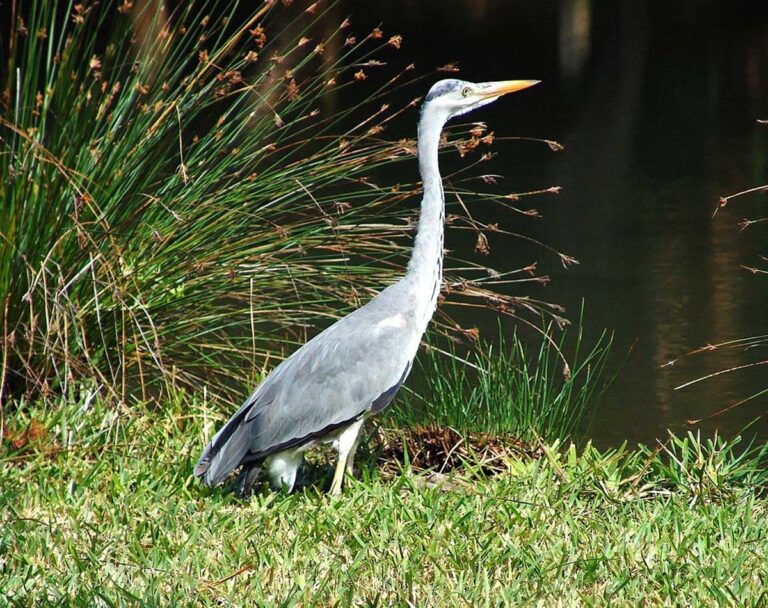 Ein kränkelnder Kranich wurde zuletzt negativ auf Vogelgrippe getestet. Symbolbild: pixabay