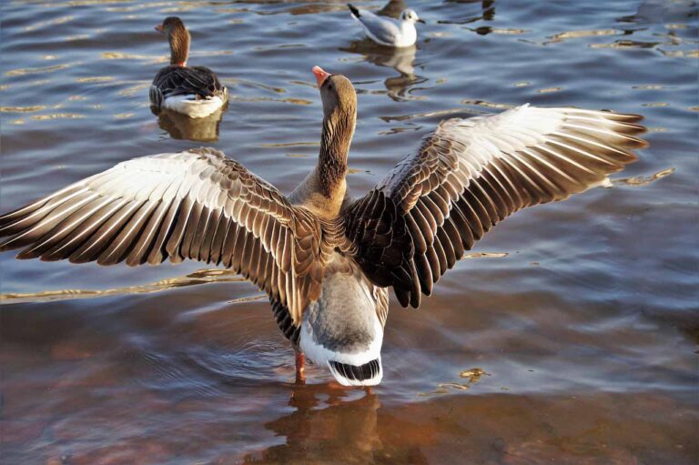 Bei einer Gans in Unna wurde die Vogelgrippe nachgewiesen. Symbolbild: pixabay