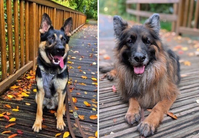 Jack (links) und Asco suchen "ihre" Menschen. Fotos: Tierheim Kreis Unna