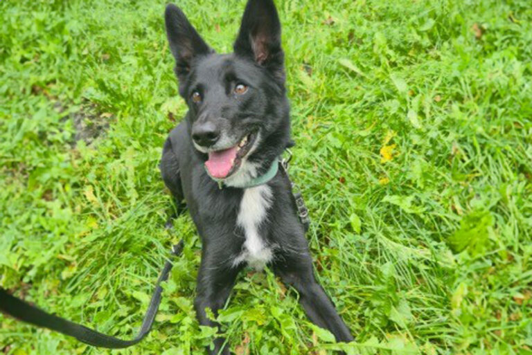 Timmy sucht ein liebevolles Zuhause. Foto: Tierheim Kreis Unna