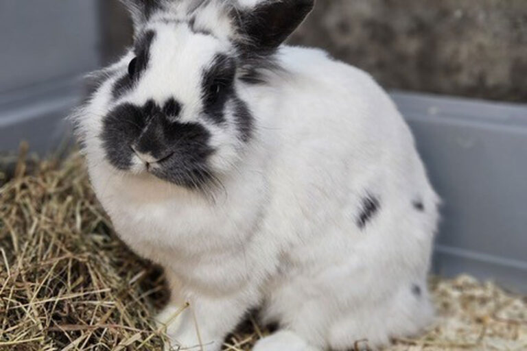 Hasi sucht ein liebevolles Zuhause. Foto: Tierheim Kreis Unna